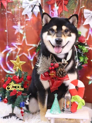 20231210ココくん